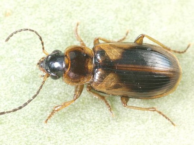 Acupalpus parvulus &copy; <table style="width:100%; border:1px solid #aaa; background:#efd; text-align:center"><tbody><tr>
<td>
<a href="//commons.wikimedia.org/wiki/File:Aspitates_ochrearia.jpg" class="image"><img alt="Aspitates ochrearia.jpg" src="https://upload.wikimedia.org/wikipedia/commons/thumb/b/bc/Aspitates_ochrearia.jpg/55px-Aspitates_ochrearia.jpg" decoding="async" width="55" height="41" srcset="https://upload.wikimedia.org/wikipedia/commons/thumb/b/bc/Aspitates_ochrearia.jpg/83px-Aspitates_ochrearia.jpg 1.5x, https://upload.wikimedia.org/wikipedia/commons/thumb/b/bc/Aspitates_ochrearia.jpg/110px-Aspitates_ochrearia.jpg 2x" data-file-width="800" data-file-height="600"></a>
</td>
<td>This image is created by user <a rel="nofollow" class="external text" href="http://waarneming.nl/user/photos/5009">Wim Rubers</a> at <a rel="nofollow" class="external text" href="http://waarneming.nl/">waarneming.nl</a>, a source of nature observations in the Netherlands.
</td>
</tr></tbody></table>