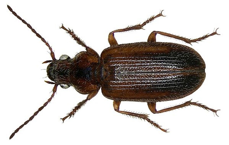 Dicheirotrichus gustavii © <a rel="nofollow" class="external text" href="https://www.flickr.com/people/30703260@N08">Udo Schmidt</a> from Deutschland