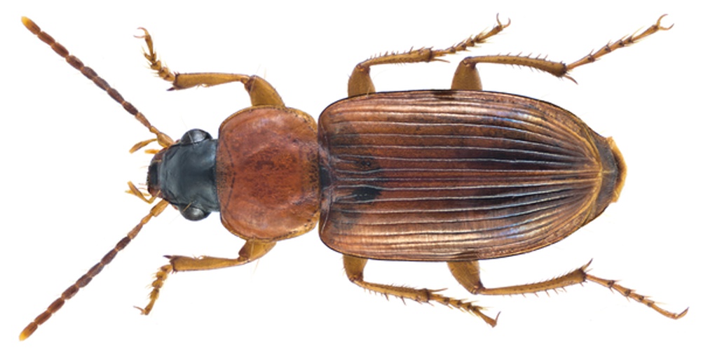 Stenolophus abdominalis &copy; <a rel="nofollow" class="external text" href="https://www.flickr.com/people/30703260@N08">Udo Schmidt</a> from Deutschland