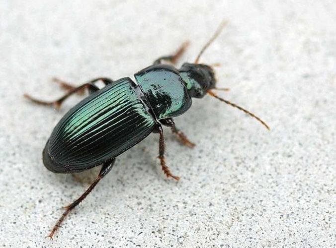 Harpalus affinis &copy; 