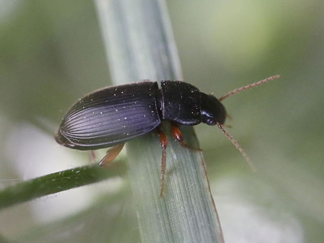 Pseudoophonus rufipes © <a rel="nofollow" class="external text" href="https://www.flickr.com/people/51216897@N07">gbohne</a> from Berlin, Germany