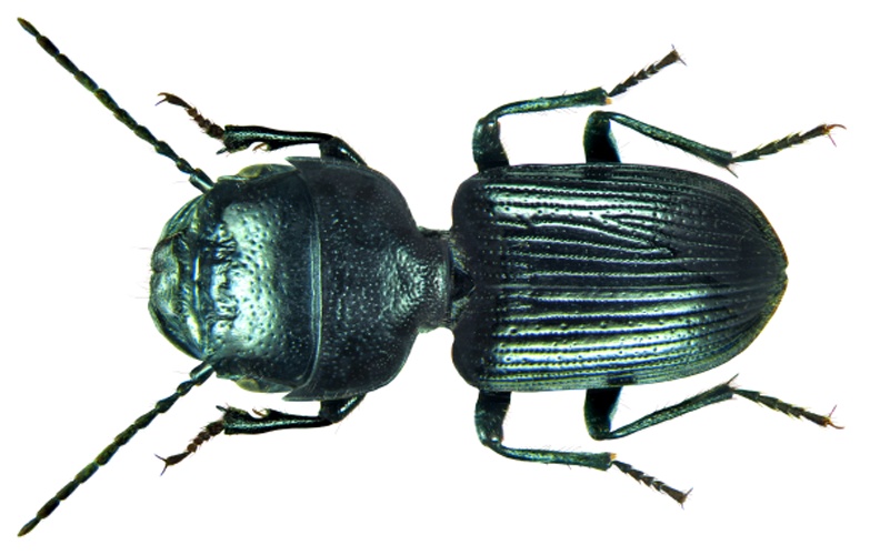 Dixus clypeatus © <a rel="nofollow" class="external text" href="https://www.flickr.com/people/30703260@N08">Udo Schmidt</a>