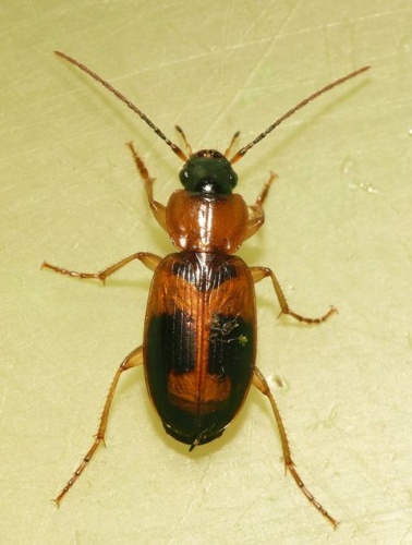 Badister lacertosus &copy; <table style="width:100%; border:1px solid #aaa; background:#efd; text-align:center"><tbody><tr>
<td>
<a href="//commons.wikimedia.org/wiki/File:Aspitates_ochrearia.jpg" class="image"><img alt="Aspitates ochrearia.jpg" src="https://upload.wikimedia.org/wikipedia/commons/thumb/b/bc/Aspitates_ochrearia.jpg/55px-Aspitates_ochrearia.jpg" decoding="async" width="55" height="41" srcset="https://upload.wikimedia.org/wikipedia/commons/thumb/b/bc/Aspitates_ochrearia.jpg/83px-Aspitates_ochrearia.jpg 1.5x, https://upload.wikimedia.org/wikipedia/commons/thumb/b/bc/Aspitates_ochrearia.jpg/110px-Aspitates_ochrearia.jpg 2x" data-file-width="800" data-file-height="600"></a>
</td>
<td>This image is created by user <a rel="nofollow" class="external text" href="http://waarneming.nl/user/photos/19474">Dick Belgers</a> at <a rel="nofollow" class="external text" href="http://waarneming.nl/">waarneming.nl</a>, a source of nature observations in the Netherlands.
</td>
</tr></tbody></table>