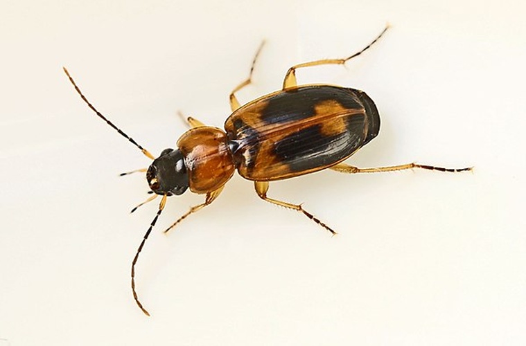 Badister unipustulatus &copy; Entomart