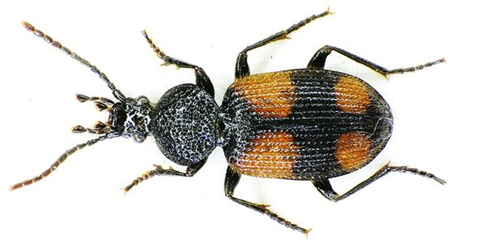 Panagaeus bipustulatus © <a href="//commons.wikimedia.org/wiki/User:Siga" title="User:Siga">Siga</a>