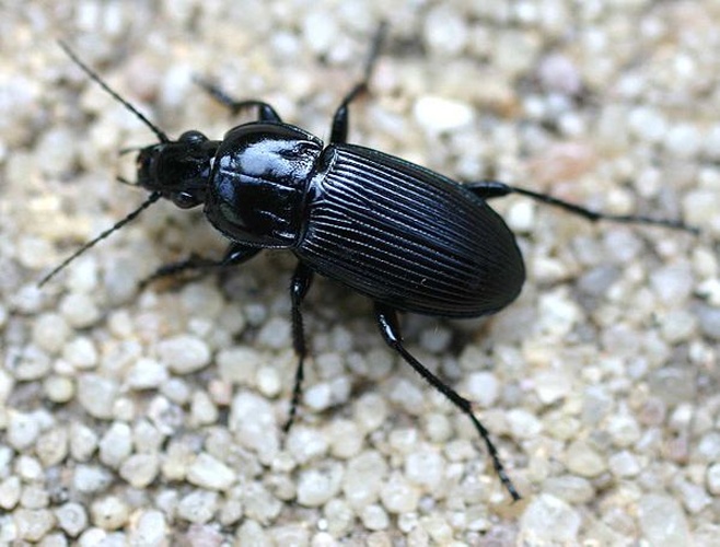 Poecilus sericeus © 