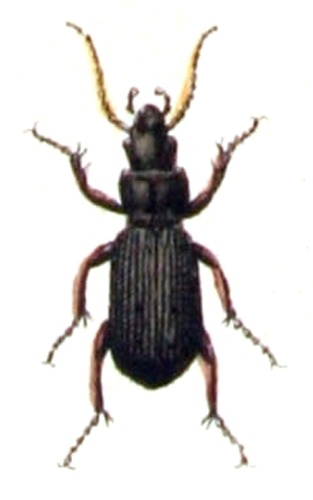 Pterostichus macer &copy; <bdi><a href="https://www.wikidata.org/wiki/Q18508143" class="extiw" title="d:Q18508143">Emil Hochdanz</a>
</bdi>