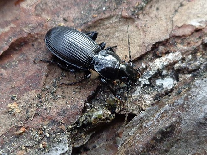 Pterostichus niger © <a href="//commons.wikimedia.org/wiki/User:AfroBrazilian" title="User:AfroBrazilian">AfroBrazilian</a>