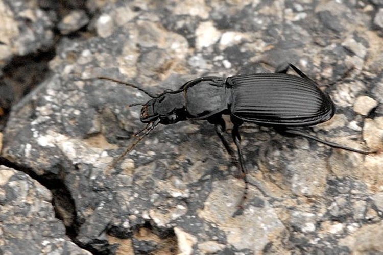 Pterostichus melanarius © James K. Lindsey