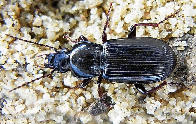 Pterostichus anthracinus © <a href="//commons.wikimedia.org/wiki/User:Siga" title="User:Siga">Siga</a>