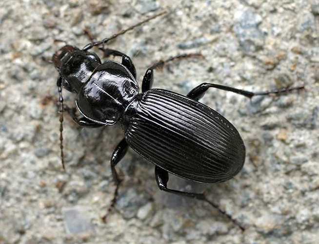 Pterostichus madidus © 