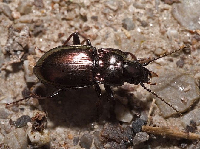 Pterostichus burmeisteri © 