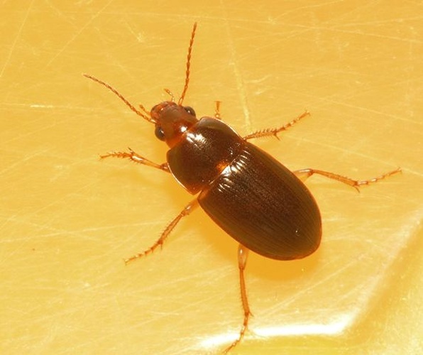 Amara bifrons © <table style="width:100%; border:1px solid #aaa; background:#efd; text-align:center"><tbody><tr>
<td>
<a href="//commons.wikimedia.org/wiki/File:Aspitates_ochrearia.jpg" class="image"><img alt="Aspitates ochrearia.jpg" src="https://upload.wikimedia.org/wikipedia/commons/thumb/b/bc/Aspitates_ochrearia.jpg/55px-Aspitates_ochrearia.jpg" decoding="async" width="55" height="41" srcset="https://upload.wikimedia.org/wikipedia/commons/thumb/b/bc/Aspitates_ochrearia.jpg/83px-Aspitates_ochrearia.jpg 1.5x, https://upload.wikimedia.org/wikipedia/commons/thumb/b/bc/Aspitates_ochrearia.jpg/110px-Aspitates_ochrearia.jpg 2x" data-file-width="800" data-file-height="600"></a>
</td>
<td>This image is created by user <a rel="nofollow" class="external text" href="http://waarneming.nl/user/photos/19474">Dick Belgers</a> at <a rel="nofollow" class="external text" href="http://waarneming.nl/">waarneming.nl</a>, a source of nature observations in the Netherlands.
</td>
</tr></tbody></table>