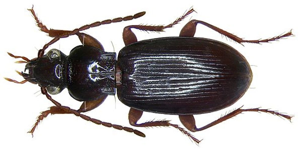 Patrobus atrorufus © <a rel="nofollow" class="external text" href="https://www.flickr.com/people/30703260@N08">Udo Schmidt</a> from Deutschland