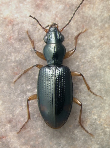 Sinechostictus elongatus © David R. Madison