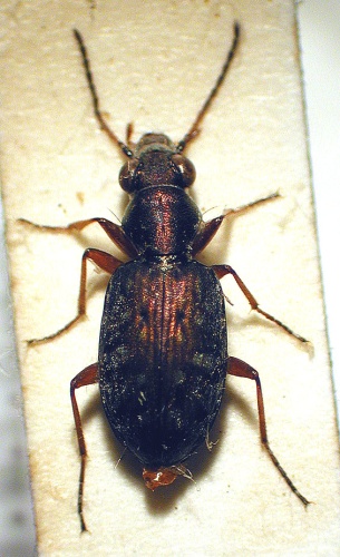 Asaphidion pallipes © M. Virtala