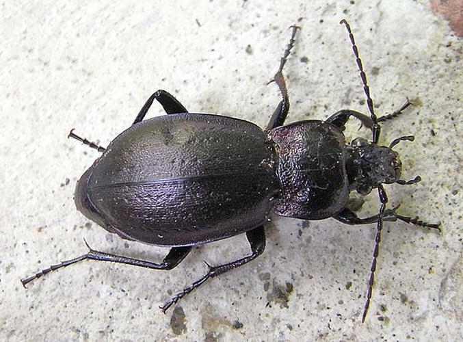 Carabus sylvestris © <a href="//commons.wikimedia.org/wiki/User:Siga" title="User:Siga">Siga</a>
