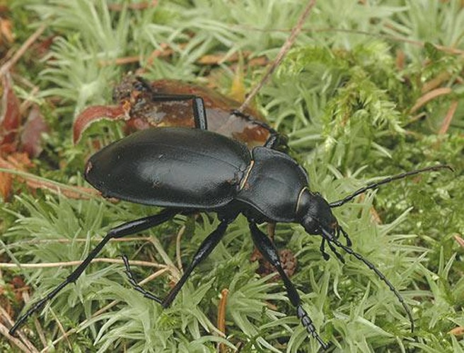 Carabus glabratus © <a href="//commons.wikimedia.org/w/index.php?title=User:Dodoni&amp;action=edit&amp;redlink=1" class="new" title="User:Dodoni (page does not exist)">Dodoni</a>