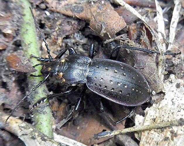 Carabus hortensis © <a href="//commons.wikimedia.org/wiki/User:Siga" title="User:Siga">Siga</a>