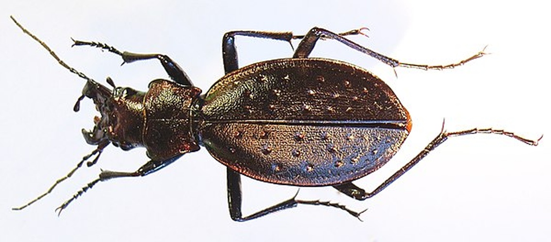 Carabus irregularis &copy; <a href="//commons.wikimedia.org/wiki/User:Siga" title="User:Siga">Siga</a>
