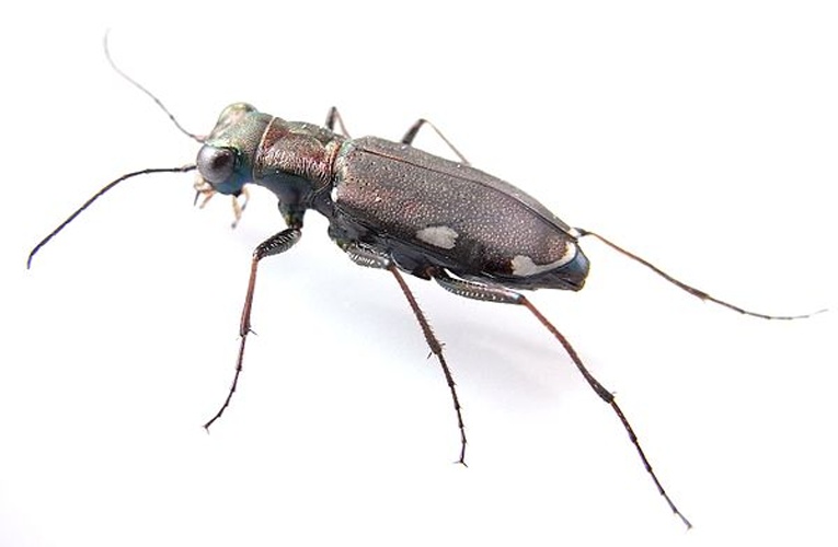Cylindera germanica &copy; <a href="//commons.wikimedia.org/wiki/User:Siga" title="User:Siga">Siga</a>