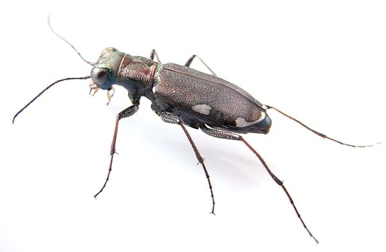 Cylindera germanica © <a href="//commons.wikimedia.org/wiki/User:Siga" title="User:Siga">Siga</a>