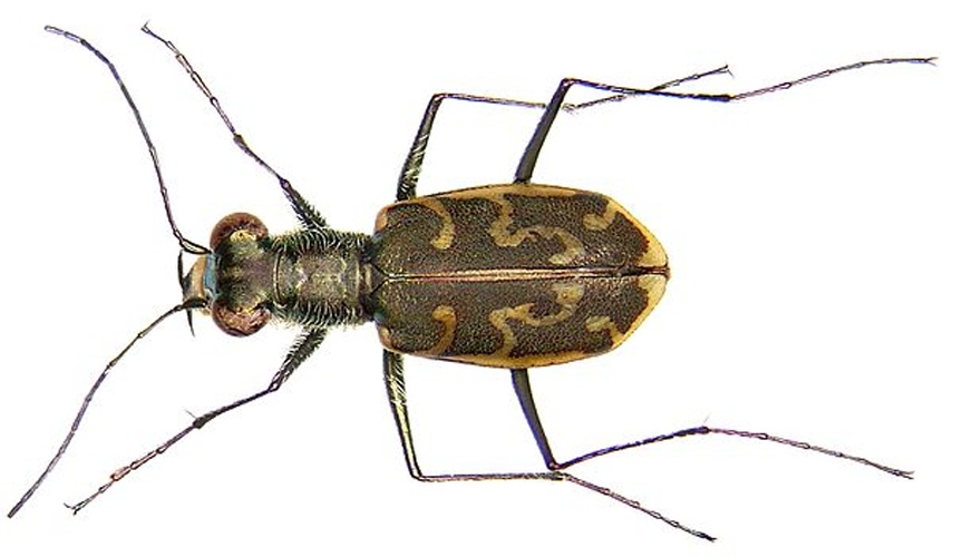 Cylindera trisignata &copy; <a rel="nofollow" class="external text" href="https://www.flickr.com/people/30703260@N08">Udo Schmidt</a> from Deutschland