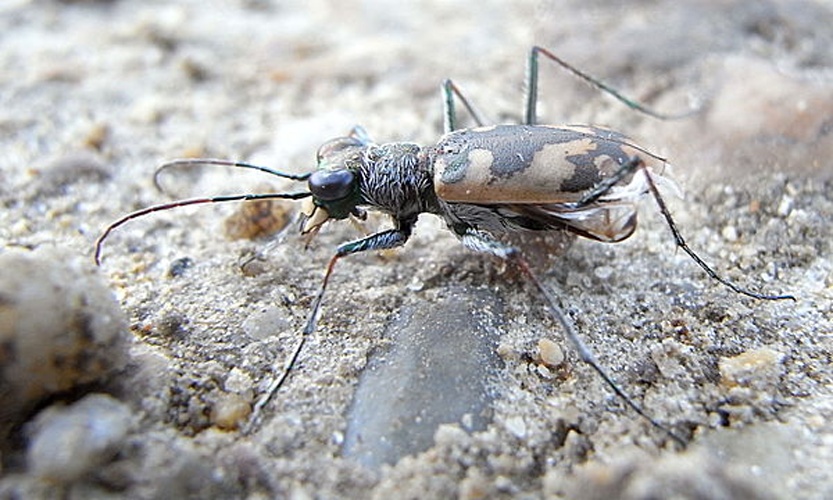 Cephalota circumdata &copy; <a href="//commons.wikimedia.org/wiki/User:Siga" title="User:Siga">Siga</a>