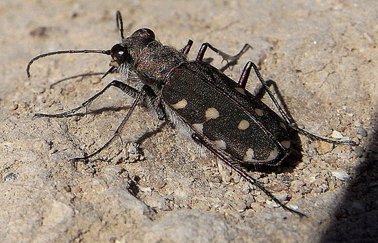 Calomera littoralis © <a href="//commons.wikimedia.org/wiki/User:Siga" title="User:Siga">Siga</a>