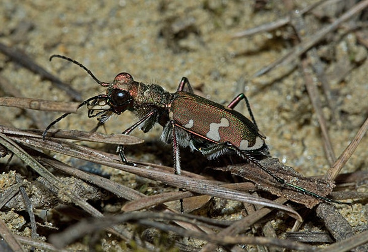 Cicindela sylvicola © 