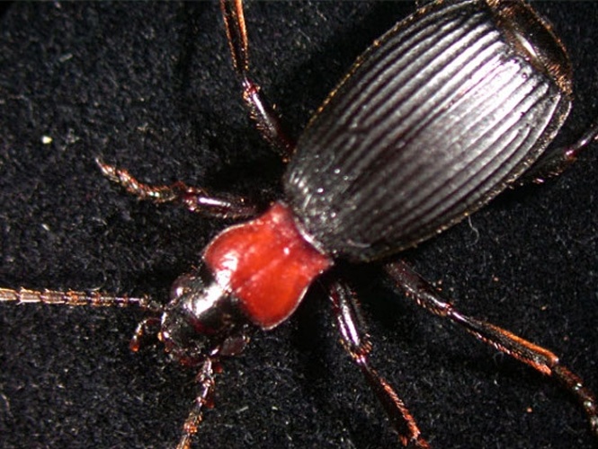 Aptinus displosor &copy; <a rel="nofollow" class="external text" href="http://herramientas.educa.madrid.org/animalandia/autor.php?nombre=Antonio%20Serrano">Antonio Serrano</a>