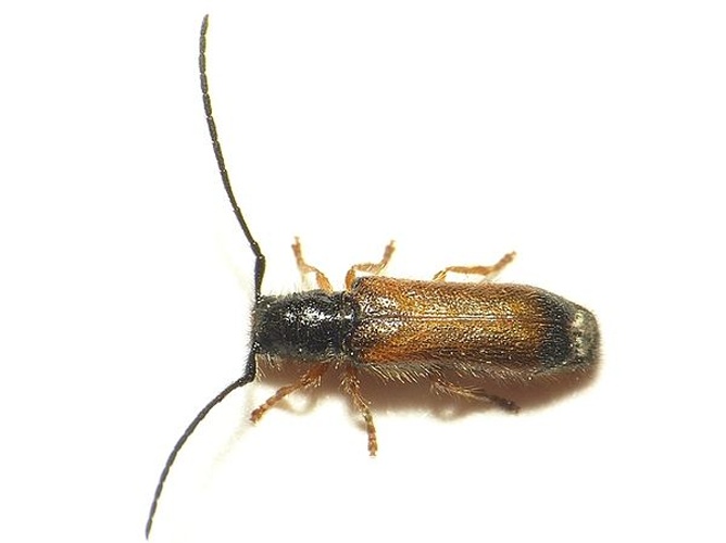 Tetrops starkii &copy; <table style="width:100%; border:1px solid #aaa; background:#efd; text-align:center"><tbody><tr>
<td>
<a href="//commons.wikimedia.org/wiki/File:Aspitates_ochrearia.jpg" class="image"><img alt="Aspitates ochrearia.jpg" src="https://upload.wikimedia.org/wikipedia/commons/thumb/b/bc/Aspitates_ochrearia.jpg/55px-Aspitates_ochrearia.jpg" decoding="async" width="55" height="41" srcset="https://upload.wikimedia.org/wikipedia/commons/thumb/b/bc/Aspitates_ochrearia.jpg/83px-Aspitates_ochrearia.jpg 1.5x, https://upload.wikimedia.org/wikipedia/commons/thumb/b/bc/Aspitates_ochrearia.jpg/110px-Aspitates_ochrearia.jpg 2x" data-file-width="800" data-file-height="600"></a>
</td>
<td>This image is created by user <a rel="nofollow" class="external text" href="http://waarneming.nl/user/photos/19474">Dick Belgers</a> at <a rel="nofollow" class="external text" href="http://waarneming.nl/">waarneming.nl</a>, a source of nature observations in the Netherlands.
</td>
</tr></tbody></table> (see <a rel="nofoll