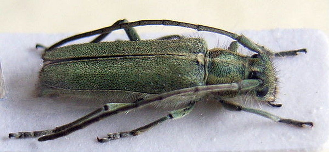 Opsilia coerulescens &copy; Siga