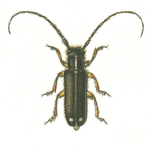 Menesia bipunctata &copy; G.G. Yakobson