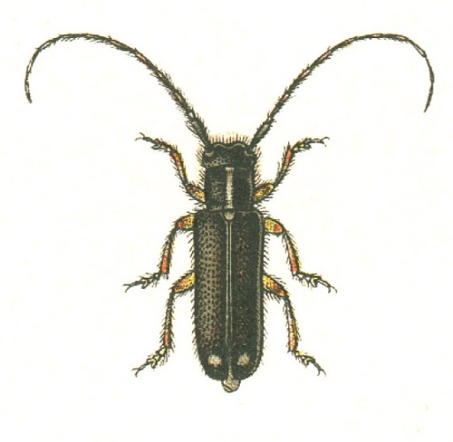 Menesia bipunctata © G.G. Yakobson