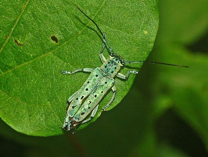 Saperda punctata © <a href="//commons.wikimedia.org/wiki/User:Hectonichus" title="User:Hectonichus">Hectonichus</a>