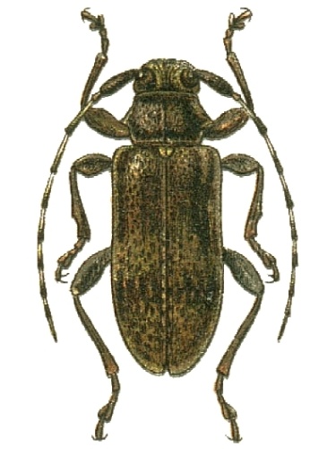 Oplosia cinerea © G.G. Yakobson