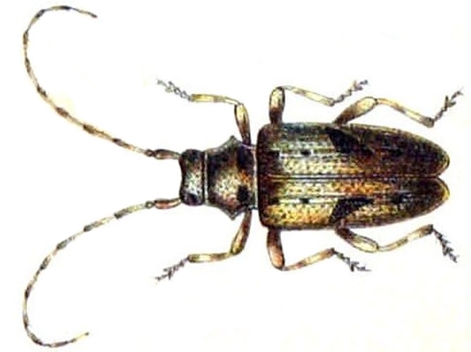 Pogonocherus ovatus © Edmund Reitter, K.G. Lutz