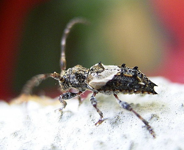 Pogonocherus hispidus &copy; Siga
