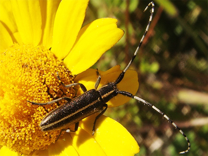 Agapanthia suturalis © <a rel="nofollow" class="external text" href="https://www.flickr.com/photos/31719561@N05">João Coelho</a> from Ansião, Portugal