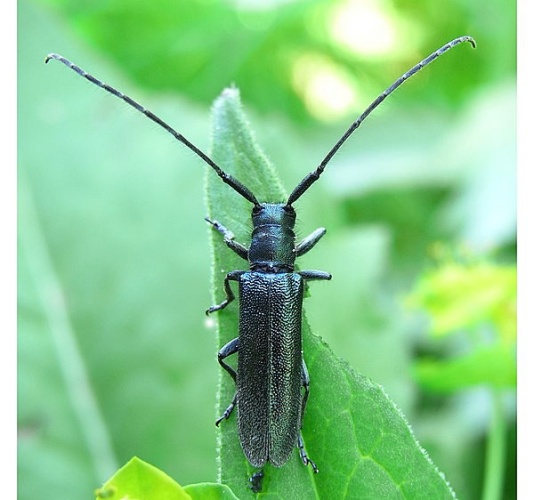 Agapanthia intermedia &copy; <a href="//commons.wikimedia.org/wiki/User:Siga" title="User:Siga">Siga</a>