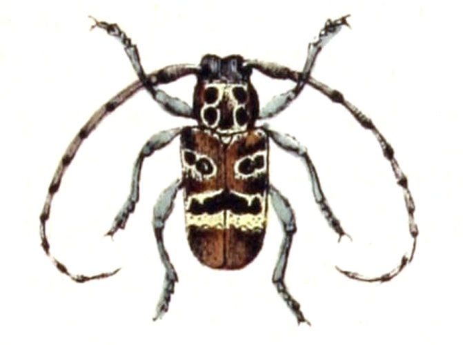 Mesosa curculionoides &copy; <bdi><a href="https://www.wikidata.org/wiki/Q18508143" class="extiw" title="d:Q18508143">Emil Hochdanz</a>
</bdi>