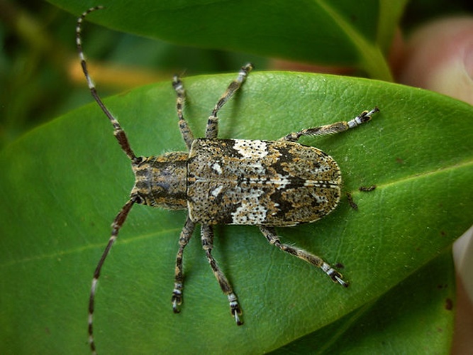 Mesosa nebulosa © <a href="//commons.wikimedia.org/wiki/User:Pudding4brains" class="mw-redirect" title="User:Pudding4brains">Pudding4brains</a>