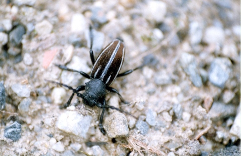 Iberodorcadion fuliginator © Juan José de la Rosa