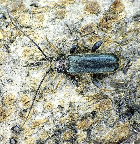 Poecilium lividum © <a href="//commons.wikimedia.org/wiki/User:Siga" title="User:Siga">Siga</a>