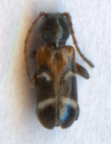 Poecilium alni &copy; <a href="//commons.wikimedia.org/wiki/User:Laisverobotams" title="User:Laisverobotams">Laisverobotams</a>