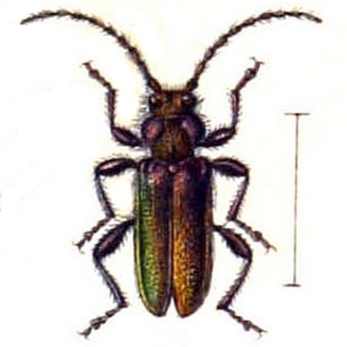 Callidium coriaceum © Edmund Reitter, K.G. Lutz