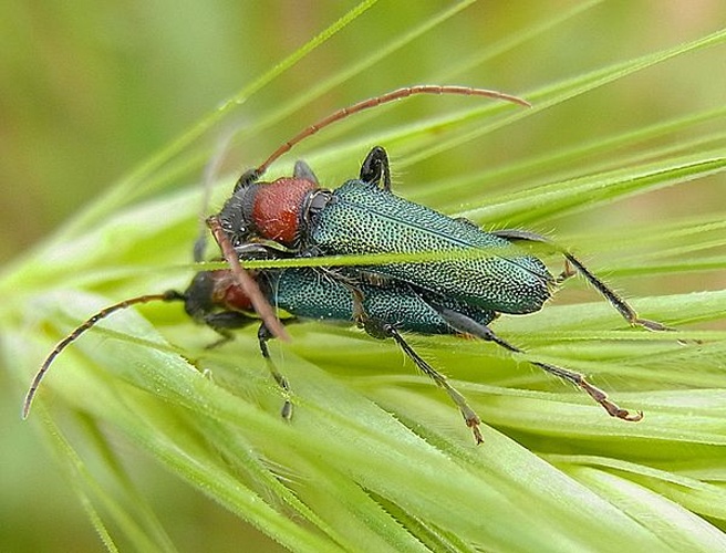 Cartallum ebulinum © <a href="//commons.wikimedia.org/wiki/User:Siga" title="User:Siga">Siga</a>