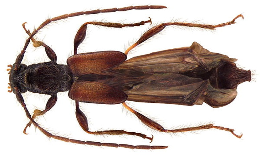 Glaphyra umbellatarum &copy; <a rel="nofollow" class="external text" href="https://www.flickr.com/people/30703260@N08">Udo Schmidt</a> from Deutschland