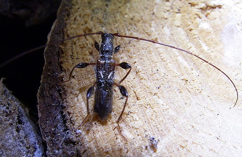 Molorchus minor © myself